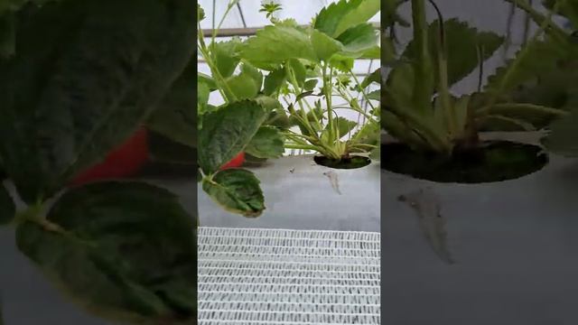 1 октября  2022г.Клубника на снегу, клубника в снегу, клубника под снегОм... Смотрите вживую.