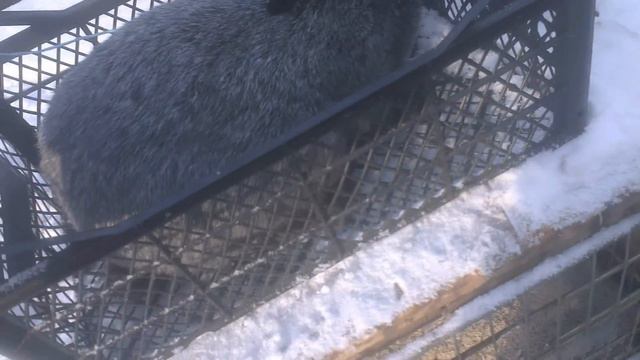 Самка Полтавское Серебро с опухолью! Отдам на благо науки! Female Poltava Silver tumor! смотреть онлайн