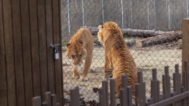Liger vs Ti-Liger смотреть онлайн