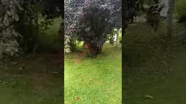 Наша Славка смотреть онлайн
