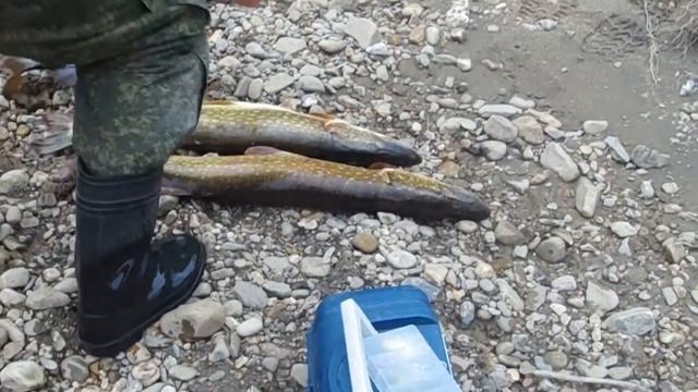 рыбалка на реке вишера п Вёлс итоги двух часовой рыбалки смотреть онлайн