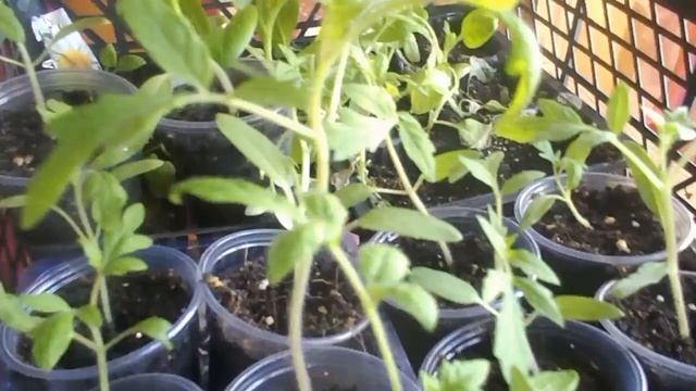 На Даче у Агафьи.рассада закалка сезон 2017 смотреть онлайн