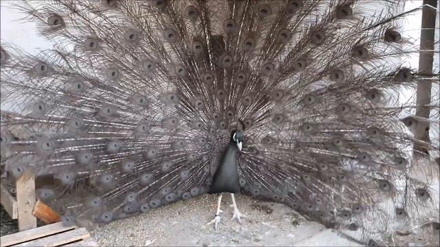 Bronze Peacock - open and close the tail (Бронзов Паун - отваря и затваря опашката) смотреть онлайн