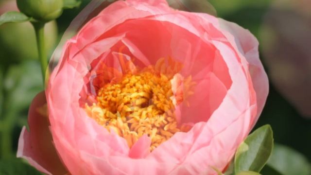 Peony Salmon Dream / Пион Салмон Дрим