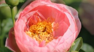 Peony Salmon Dream / Пион Салмон Дрим