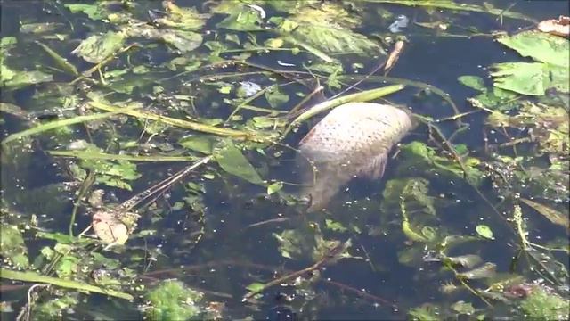 Мертвая рыба в Москва реке недалеко от Островной улицы смотреть онлайн