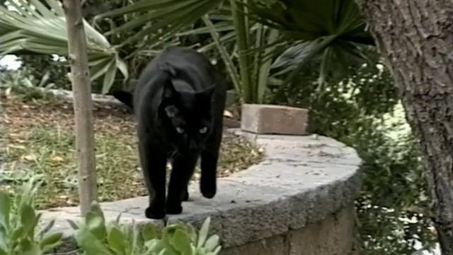 JVC GR-SXM240 Super VHS camcorder test footage смотреть онлайн