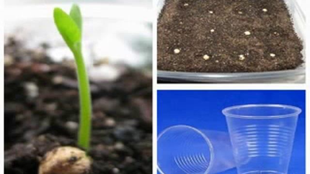 Как вырастить мурайю из семян. Мой опыт смотреть онлайн