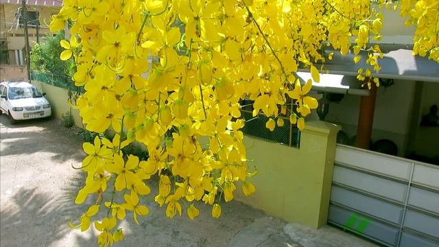 Flowers |Yellow Flower | Kanikkonna flowers | laburnum | Golden chain tree | Stock videos смотреть онлайн