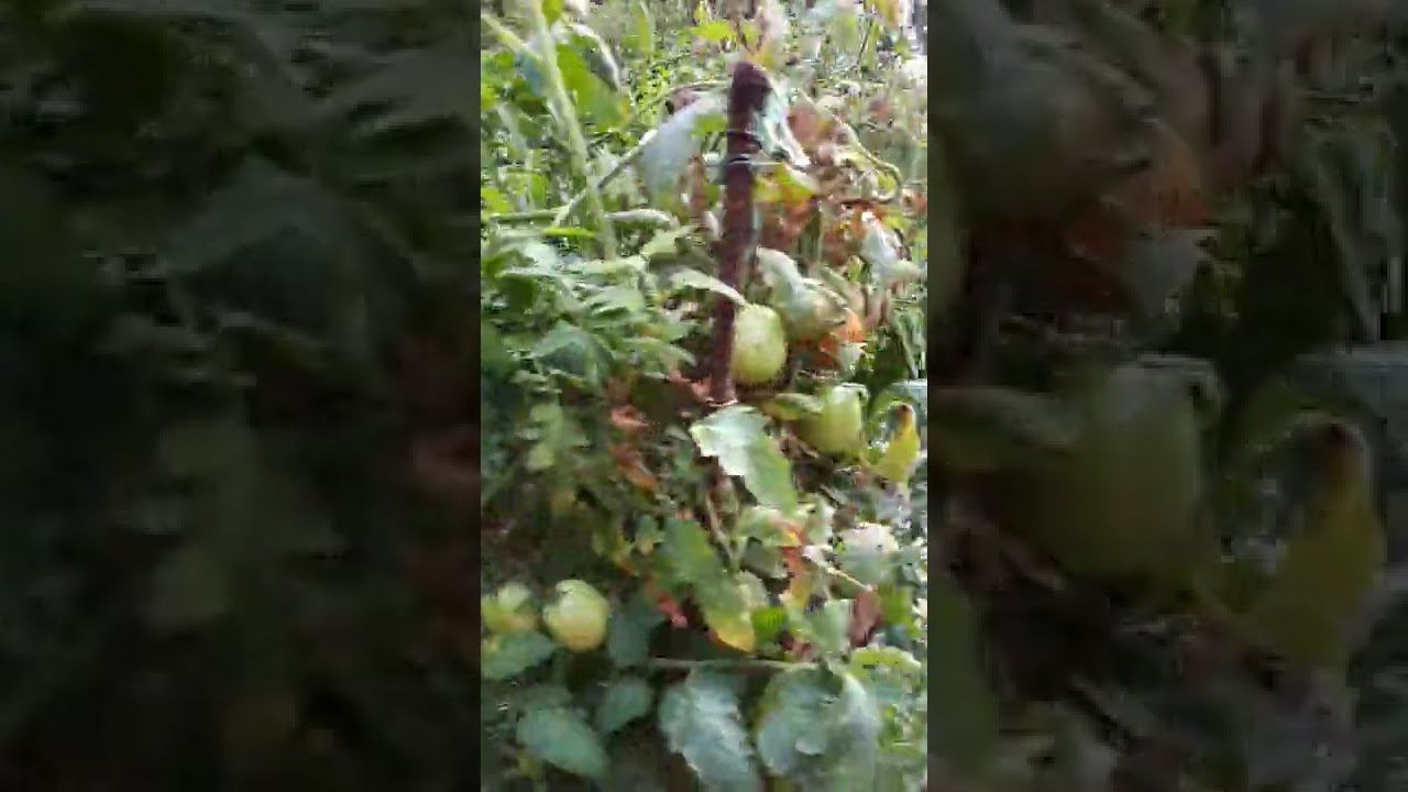 ТОМАТЫ безрассадные ОТКРЫТОГО ГРУНТА . ОБЗОР по сортам на 20 августа смотреть онлайн