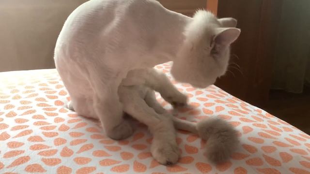 British silver chinchilla cat смотреть онлайн