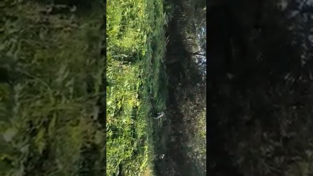 Мотособака летом. смотреть онлайн