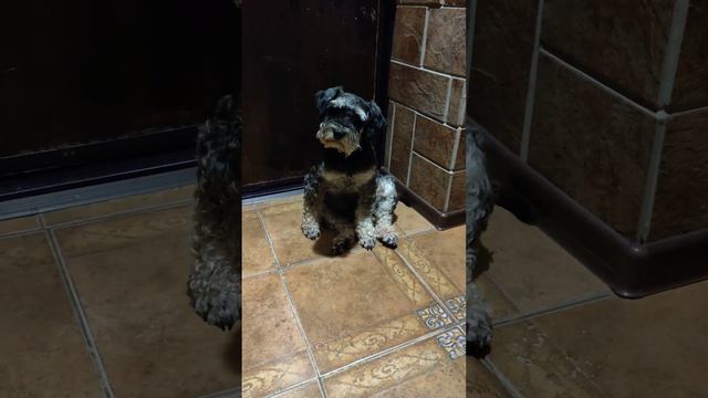 Цверг перегулял, такое бывает?😀😀😀 #собакен #цвергшнауцер #собака #dog #собаки #puppy #флинт смотреть онлайн