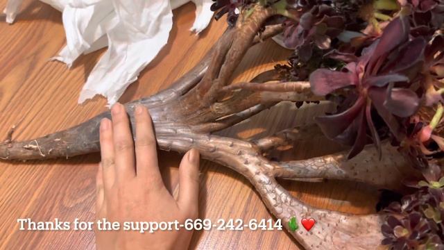 3/2 Korean imported: Cinderella, Venlour, tippy, cotyledon, conophytum, Luella, black rose, lectizi смотреть онлайн