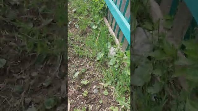 31 мая 2020 г. смотреть онлайн