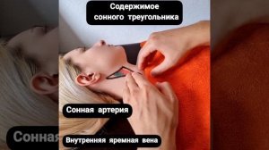 Опасная область шеи при массаже. Сонный треугольник. Доктор Артем Пак