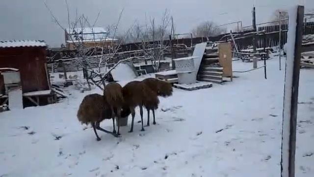 Страусы Эму зимой смотреть онлайн