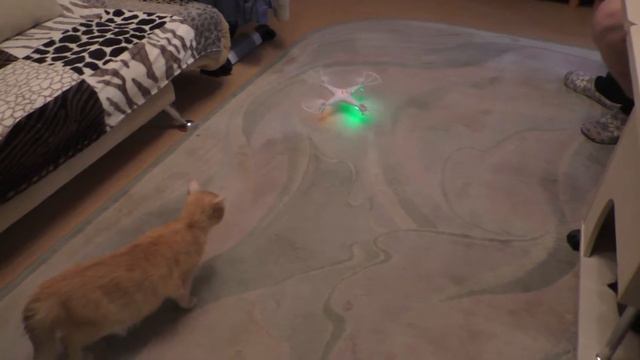 Кошки. 67ч. Бася и квадрокоптер смотреть онлайн