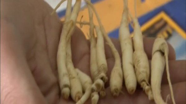 Аппалачские изгои - Грязные деньги