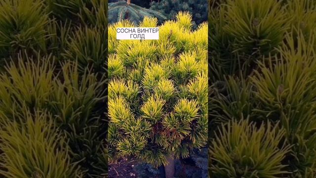 Топ-5 карликовых сосен для сада?? Загляни в описание! смотреть онлайн