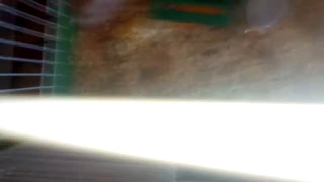 Что едят хомяки,что им можно смотреть онлайн