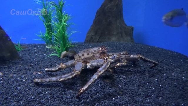 Приморский океанариум, остров Русский. Обзор экспозиций + водное шоу. Oceanarium, dolphinarium. смотреть онлайн