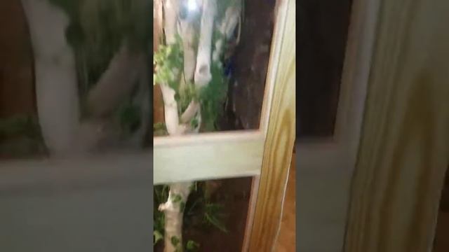 Carpet python cage смотреть онлайн