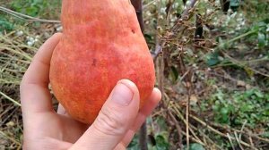 Груша сорт Ред Сенсейшн - Красная Сенсация