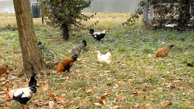 Курятник в парке смотреть онлайн