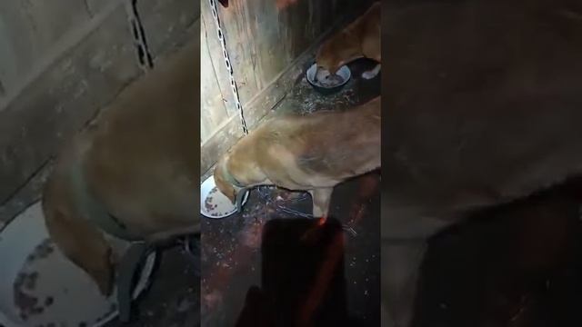 Кормление собак. смотреть онлайн