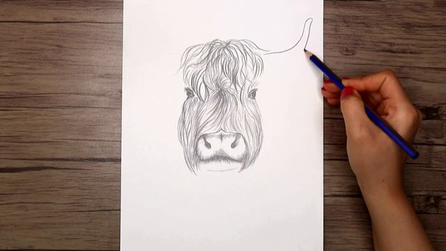 How to Draw a Highland Cow Step by Step | Highland Cow Head Sketch смотреть онлайн