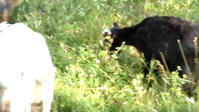 Реакция коз на препарат "СЕДИМИН." препарат железа, селена и йода. смотреть онлайн