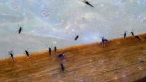 Мошкара в доме. Народные приметы.