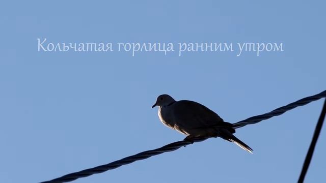 Кольчатая горлица смотреть онлайн