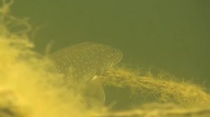 Дельта Волги  River Volga Delta.mp4