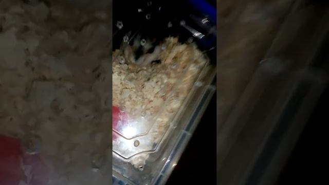 Джунгарики. Жизнь смотреть онлайн