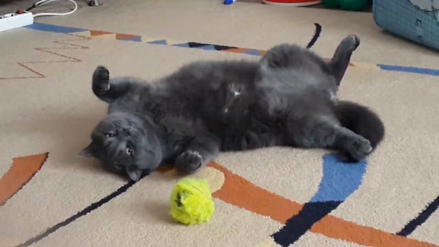 Котейка валяется на спине смотреть онлайн