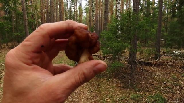 Поездка в лес.Первые грибы.Сон трава. смотреть онлайн