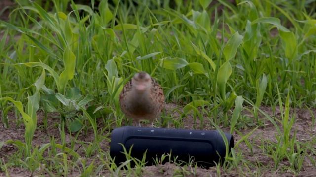 Коростель. Crex crex. Corncrake. смотреть онлайн
