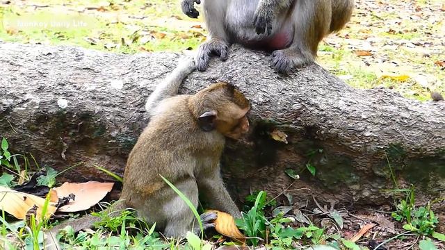 Daisy mom bites poor baby monkey cry loudly, Pity baby Cry Long Time смотреть онлайн