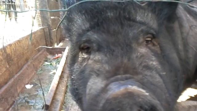 КАБАНЫ ХРЮКАЮТ НА ЗАКАЗ ! смотреть онлайн