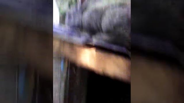 Моё кролиководство смотреть онлайн