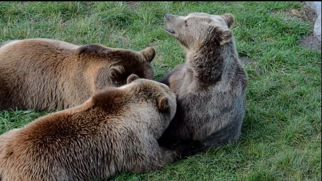 Дикие Животные ➪ Медведь / Wild Animals ➪ Bear смотреть онлайн