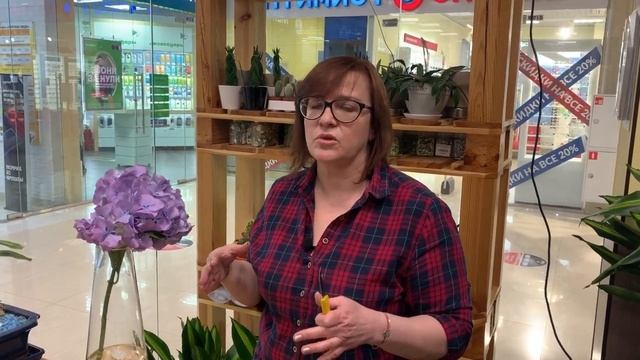 Гортензия шикарный цветок | Как не прогадать при покупке в магазине смотреть онлайн