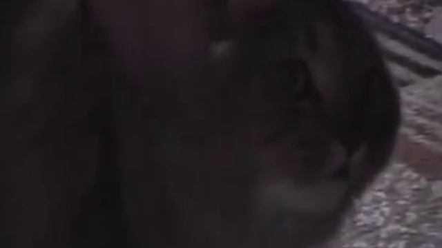 Самое прикольное видео NONONONO Cat говорящий кот смотреть онлайн