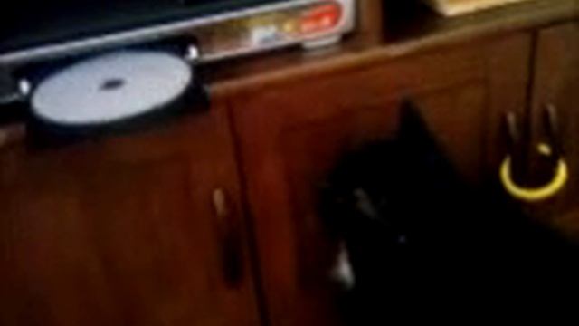 Kitty vs The DVD player смотреть онлайн