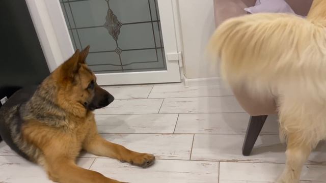 What does Golden Retriever do when bored смотреть онлайн