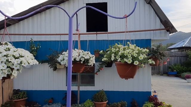 Петунии в подвесах. смотреть онлайн