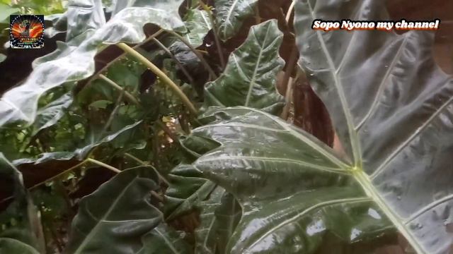 Alocasia Sanderiana,tales Hias