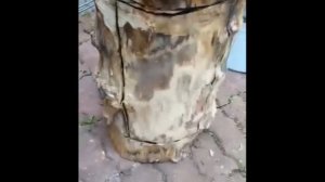 Делаю колоду для пчел  (Борть)